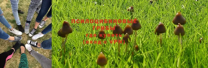 Галлюциногенные грибы MAGIC MUSHROOMS  darknet какой сайт  Няндома 